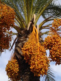 medjool dates hanging from a palm tree with info all about what are dates nutrition health benefits and recipes Dates Fruit Images, Fresh Dates Fruit, Growing Dates, Recipes Dates, Substitute For Sugar, Dates Fruit, Health Benefits Of Dates, Palm Tree Fruit