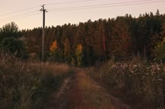 a dirt road surrounded by tall grass and trees