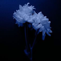 three white flowers are in the dark against a blue wall and black background, with only one single flower visible