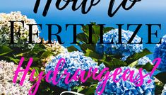 blue and white flowers with the words how to fertiize hydragonas