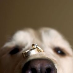 a close up of a dog with a ring on its nose