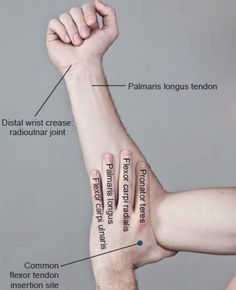 two hands holding each other with different parts labeled on the arm and wrist, in front of a gray background