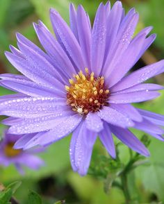 a purple flower with water droplets on it