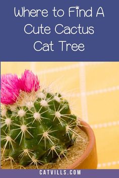 a cactus in a pot with the words where to find a cute cactus cat tree