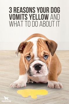 a brown and white dog sitting on top of a wooden floor next to a yellow spot