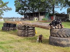 two goats standing on top of large tires in the grass next to a wooden bridge