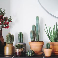 several potted plants are sitting on a shelf