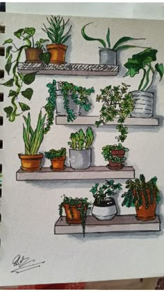 a drawing of some plants on shelves