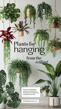 plants hanging from the ceiling with text that reads, plants for hanging from the ceiling