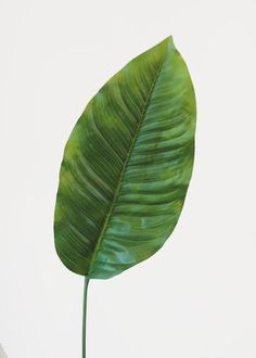 a large green leaf sitting on top of a white table