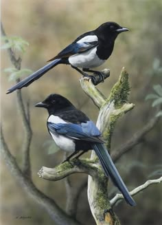 two black and white birds sitting on top of a tree branch next to each other