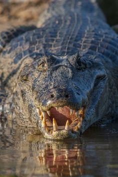 an alligator with it's mouth open in the water