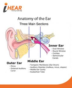 the anatomy of the ear and their main sections in order to see what they are