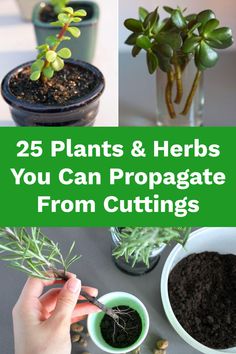 plants and herbs that you can propagate from cuttings are easy to grow