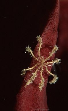 a close up view of a flower on a red piece of cloth with gold flecks