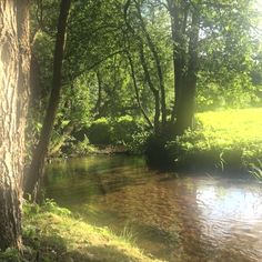 a river running through a lush green forest filled with lots of trees and grass covered ground