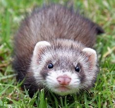 a ferret is standing in the grass and looking at the camera with an intense look on its face