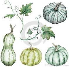 watercolor pumpkins with leaves and vines on white background stock photo - image 459782