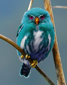 a blue bird sitting on top of a tree branch