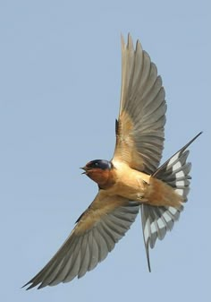 a bird flying through the air with its wings spread