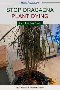 stop dracaena plant dying