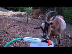 a goat drinking water out of a bucket