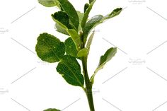 a plant with green leaves on a white background