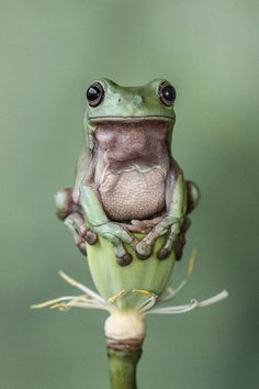 a frog sitting on top of a green plant