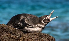 a penguin sitting on top of a rock next to the ocean with it's mouth open