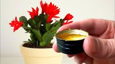 a hand holding a small potted plant with red flowers in it and an empty jar next to it