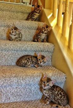 three kittens are sitting on the stairs together