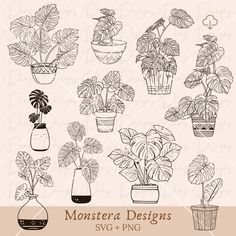 various house plants in pots and vases on a beige background with the words monstera designs svg - png