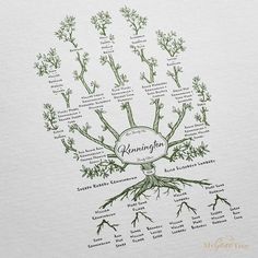 an illustrated diagram of the roots of a plant with names and pictures on it's side