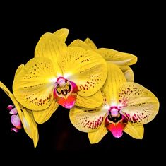 three yellow orchids with pink and white spots on their petals against a black background