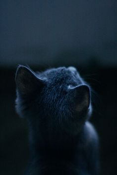 the back end of a black cat's head with its eyes closed in dark lighting