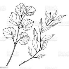 three leaves on a white background, one is drawn in black and the other is drawn in