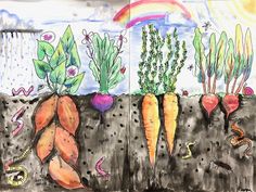 a drawing of carrots and radishes growing in the soil with rainbow in background