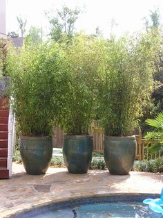 three large planters sitting next to a swimming pool