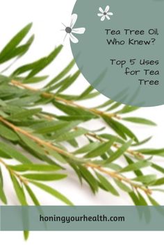 Ever wonder what tea tree oil is used for? There are lots and here are the top 5! 100 Pure Makeup, Pure Makeup, Meal Prep Healthy, Lunch Ideas Healthy, Clean Beauty Products, Breakfast Healthy, Healthy Lunch Ideas, Tea Tree Essential Oil, Dinner Healthy