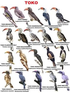 the different kinds of birds are shown in this poster, which includes toucans