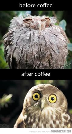 an owl with yellow eyes and the caption before coffee after coffee