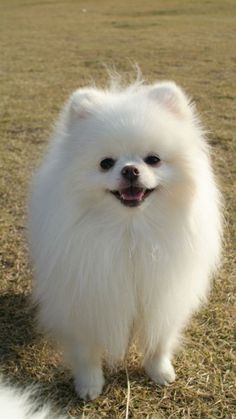 a small white dog standing on top of a grass covered field