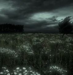 a field full of flowers under a dark sky with trees in the distance and clouds above