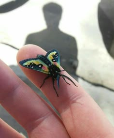 a small insect sitting on top of a persons finger in front of a person's shadow