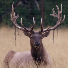 an elk with large antlers standing in tall grass