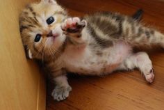 a kitten is laying on the floor with its paws in the air and it says please, don't give up