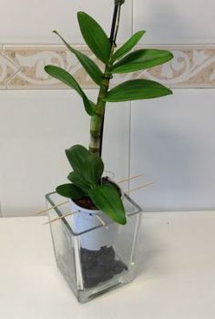 a plant in a square glass vase on a table