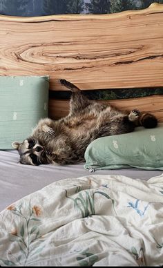 a raccoon laying on its back on top of a bed next to pillows