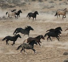 a herd of wild horses running across a dry grass covered field with dust in the air