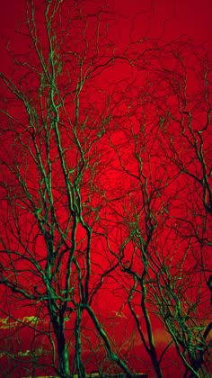 trees against a red sky with no leaves